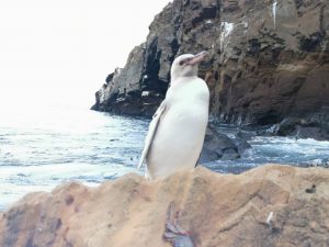  pinguino-blanco